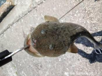 マゴチ