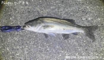 シーバス