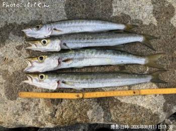 タイワンカマス