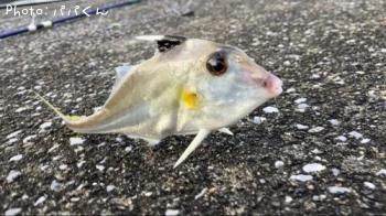 ギマ