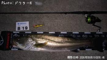 シーバス