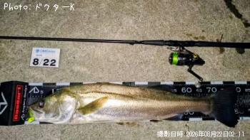 シーバス