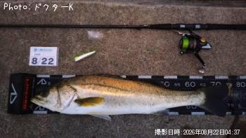 シーバス