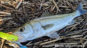 シーバス