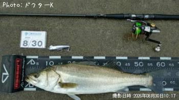 シーバス