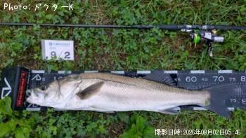 シーバス