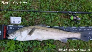 シーバス