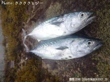 スマガツオ