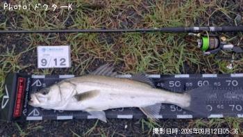 シーバス
