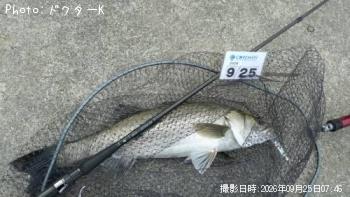 シーバス