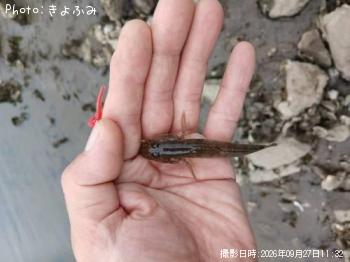 マハゼ
