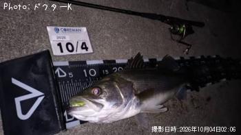 シーバス