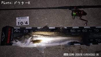 シーバス