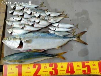 アジ、イナダ、ワカシ