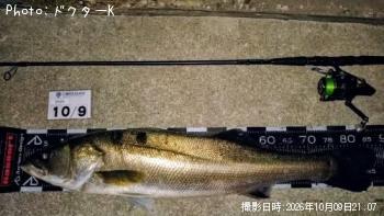 シーバス