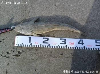 マゴチ