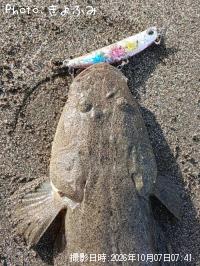 マゴチ