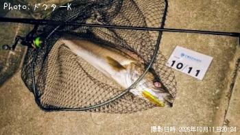 シーバス