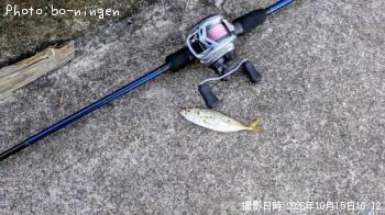 アジ