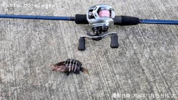 アジ