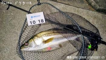 シーバス