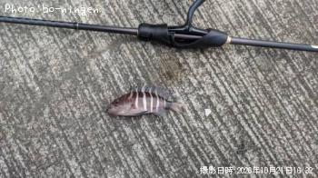 マハタ