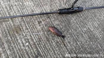 マハタ