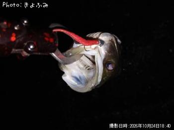 セイゴ
