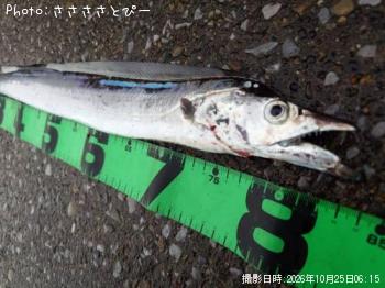 太刀魚