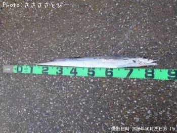 太刀魚