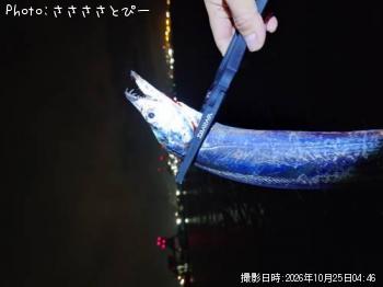 太刀魚