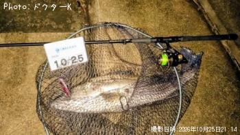 シーバス