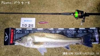 シーバス