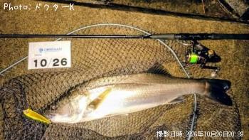 シーバス