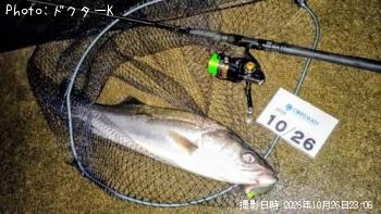 シーバス