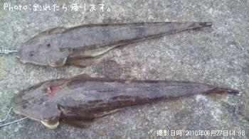 マゴチ-2010-6-27 14:18