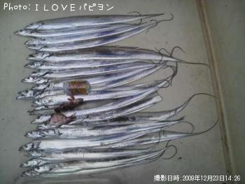 太刀魚-2009-12-23 14:26