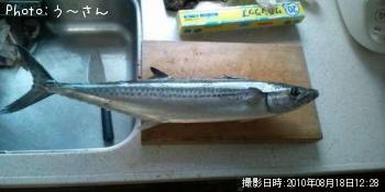 サワラ-2010-8-18 10:0