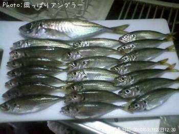 アジ-2010-8-22 12:39