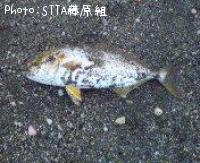 ショゴ-2007-8-30 5:38