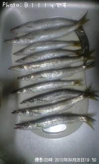 カマス-2010-9-28 19:50