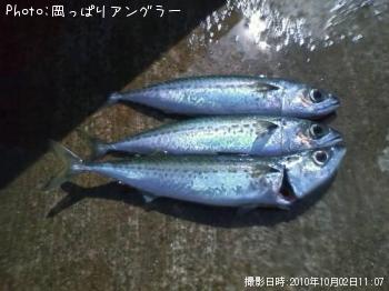サバ-2010-10-2 11:7