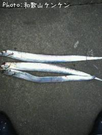 太刀魚-2010-10-3 9:54