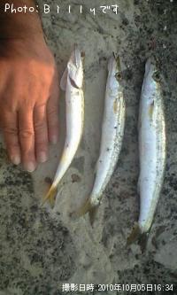カマス-2010-10-5 16:34
