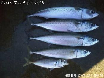 サバ-2010-10-11 9:56