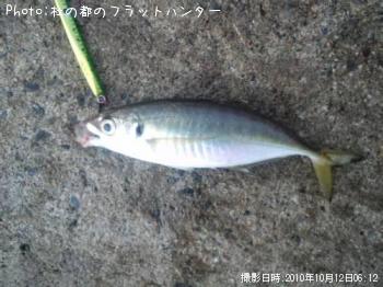 アジ-2010-10-12 6:12