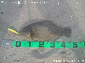 ヒラメ-2010-10-17 7:28