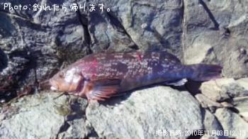 アイナメ-2010-11-3 12:13