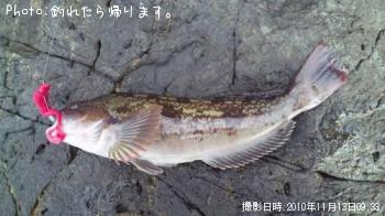 アイナメ-2010-11-13 9:33