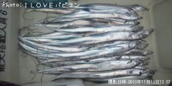 香川県-太刀魚